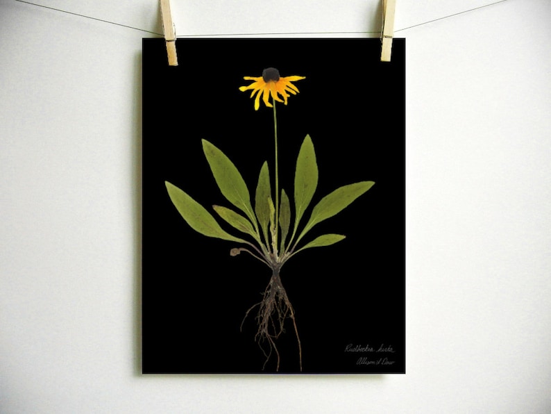 Black Eyed Susan Print; pressed plant botanical art herbarium specimen yellow flower art scientific art dried flower colorado wildflower Dark (no label)