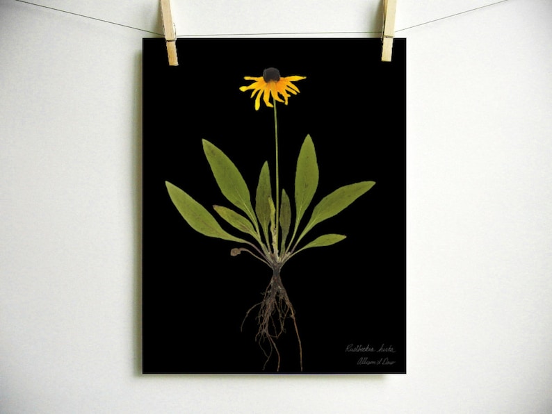 Black Eyed Susan Print pressed plant botanical art herbarium specimen yellow flower art scientific art dried flower colorado wildflower Dark (no label)