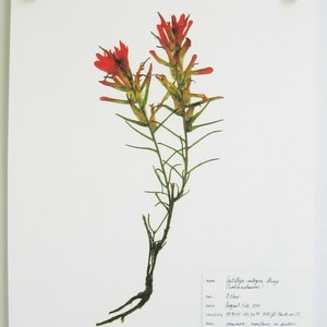 May include: A pressed flower specimen of Castilleja integra, also known as Indian paintbrush, mounted on white paper with a handwritten label describing the plant's name, date, location, and description. The label includes the text "Castilleja integra Gray (Orobanchaceae)", "0. Daw", "August 5th, 2004", "38.9518 - 105.3611 2000 fl. Pack coco", "common; montane in pi&ntilde;on, juniper forest growing in dry rocky soil with Yucca, wholeleaf Indian paintbrush", "Collections of Allison Daw", "Day Three Creations", "No. 115".