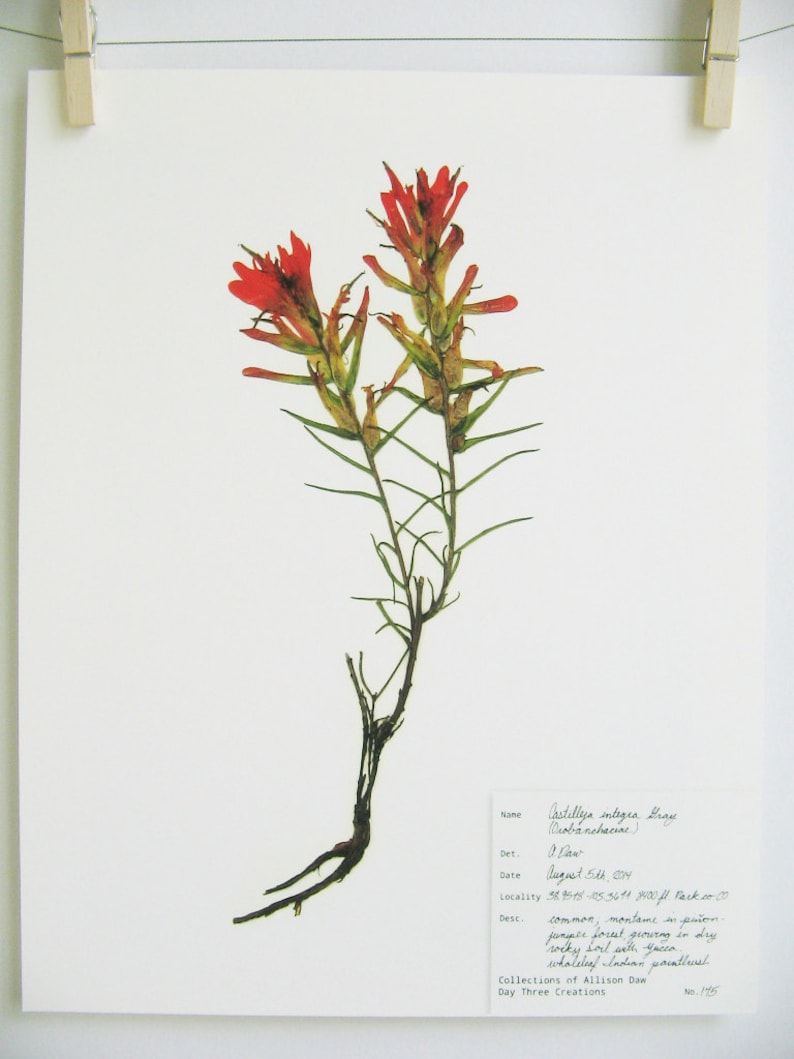 May include: A pressed flower specimen of Castilleja integra, also known as Indian paintbrush, mounted on white paper with a handwritten label describing the plant's name, date, location, and description. The label includes the text "Castilleja integra Gray (Orobanchaceae)", "0. Daw", "August 5th, 2004", "38.9518 - 105.3611 2000 fl. Pack coco", "common; montane in pi&ntilde;on, juniper forest growing in dry rocky soil with Yucca, wholeleaf Indian paintbrush", "Collections of Allison Daw", "Day Three Creations", "No. 115".