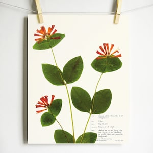 May include: A pressed flower art print featuring a sprig of honeysuckle with orange flowers and green leaves. The print includes handwritten text with the name of the flower, the date, and a description of the plant's habitat.