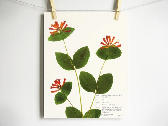 Orange Honeysuckle Print; orange wildflower art pressed flower art botanical print pressed plant art scientific art with label green