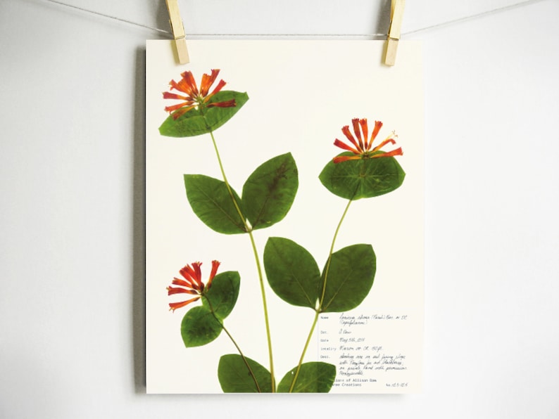 May include: A pressed flower art print featuring a sprig of honeysuckle with orange flowers and green leaves. The print includes handwritten text with the name of the flower, the date, and a description of the plant's habitat.