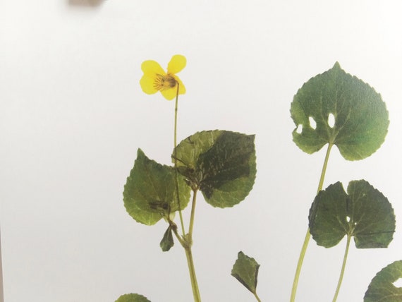 Estampado Violeta Amarillo arte botánico de flores secas - Etsy México