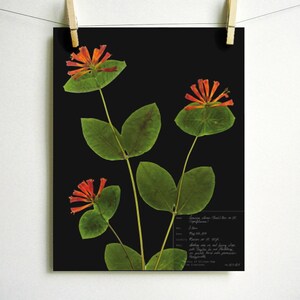 May include: A pressed botanical print of a honeysuckle vine with orange flowers and green leaves on a black background. The print includes a handwritten description of the plant, "Lonicera sempervirens, Trumpet Honeysuckle,  May 8, 2019,  Collected on the edge of a sunny slope,  alongside a path,  with a view of the mountains,  growing in a thicket of other plants,  and a few small,  pale purple flowers,  in Franklin, NC."
