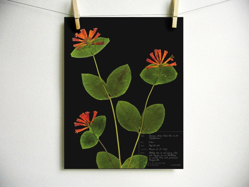 May include: A pressed botanical print of a honeysuckle vine with orange flowers and green leaves on a black background. The print includes a handwritten description of the plant, "Lonicera sempervirens, Trumpet Honeysuckle,  May 8, 2019,  Collected on the edge of a sunny slope,  alongside a path,  with a view of the mountains,  growing in a thicket of other plants,  and a few small,  pale purple flowers,  in Franklin, NC."
