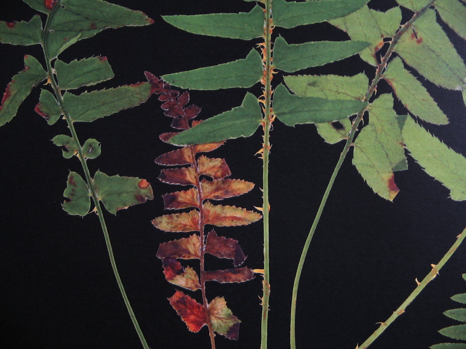 Black Background Botanical Print Set of 6 Dark Botanicals - Etsy