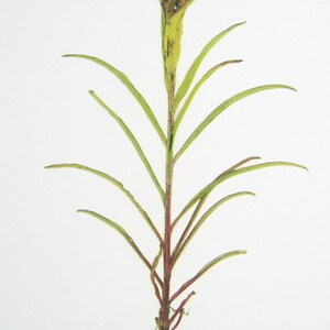 May include: A close-up of a green plant with thin stems and leaves. The plant has a reddish-brown color at the base of the stems.
