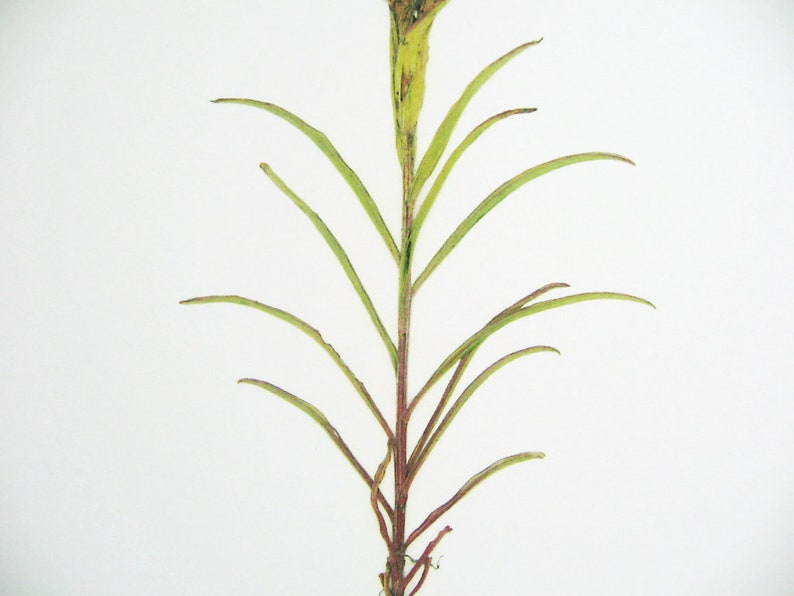 May include: A close-up of a green plant with thin stems and leaves. The plant has a reddish-brown color at the base of the stems.