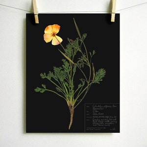 May include: A botanical print on a black background featuring a pressed California poppy with a single orange flower and green foliage. A white rectangular box in the bottom right corner contains handwritten scientific data and collection notes.