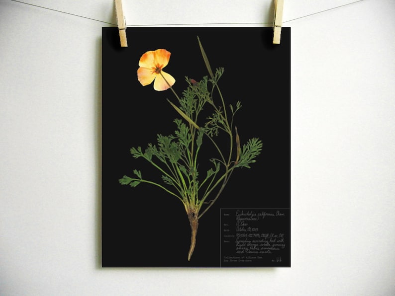 May include: A botanical print on a black background featuring a pressed California poppy with a single orange flower and green foliage. A white rectangular box in the bottom right corner contains handwritten scientific data and collection notes.