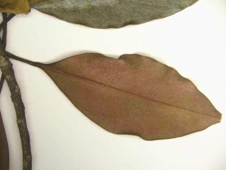 Imprimé magnolia Impression d'herbier d'art de fleurs pressées Art de magnolia pressé, ferme d'art mural, impression botanique, décor de feuilles et de magnolia blanc image 7