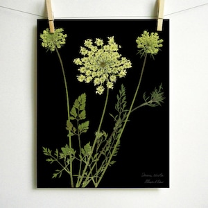 May include: A botanical print on a black background featuring three pale green Queen Anne's lace flower heads with long stems and delicate fern-like leaves. The text Daucus carota and Allison L. Dow is printed in small white letters in the bottom corner.
