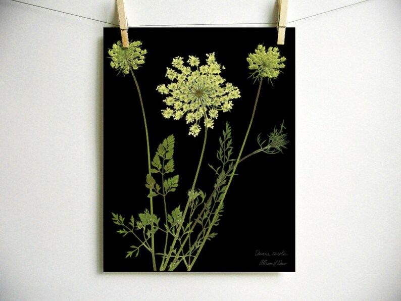 May include: A botanical print on a black background featuring three pale green Queen Anne's lace flower heads with long stems and delicate fern-like leaves. The text Daucus carota and Allison L. Dow is printed in small white letters in the bottom corner.