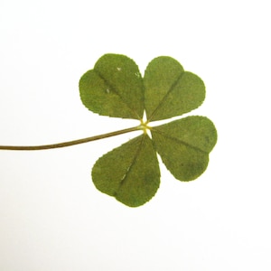 May include: A four-leaf clover with a green stem against a white background.