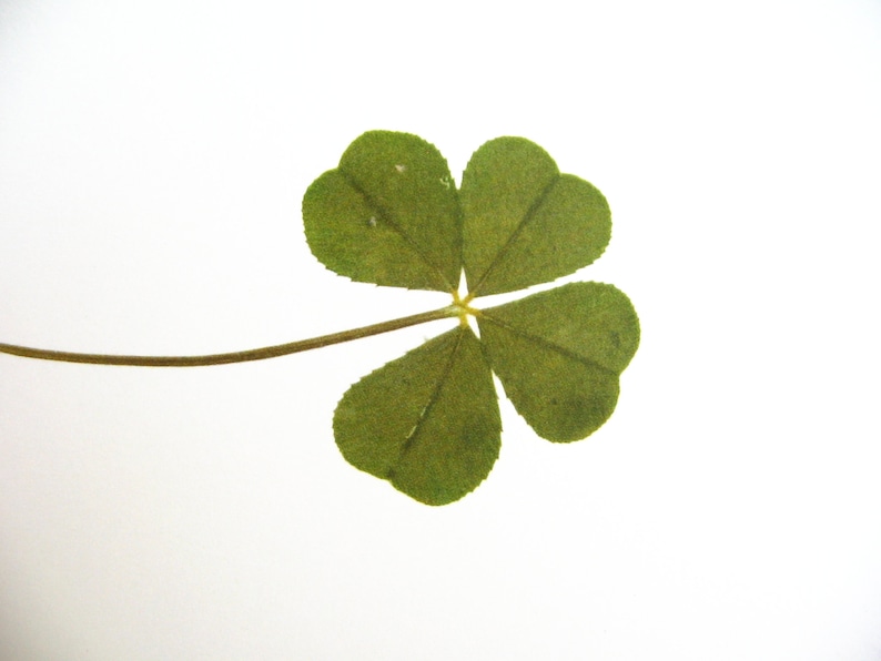 May include: A four-leaf clover with a green stem against a white background.