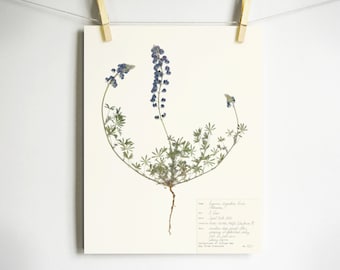 Lupine Print; California wildflower physical print of original blue flowers pressed botanical wall art nature lover gift boy nursery decor