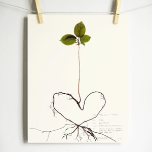 Cherry Tree Print; pressed plant print with heart shaped roots valentines day gift earth day art baby tree art botanical nursery décor