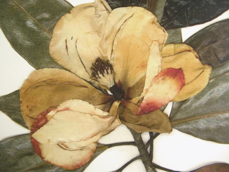 Imprimé magnolia Impression d'herbier d'art de fleurs pressées Art de magnolia pressé, ferme d'art mural, impression botanique, décor de feuilles et de magnolia blanc image 3