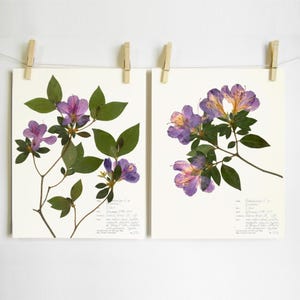 Azalea Print Set; mothers day gift dried flower art floral wall art pressed flower purple botanical print southern flowers herbarium print