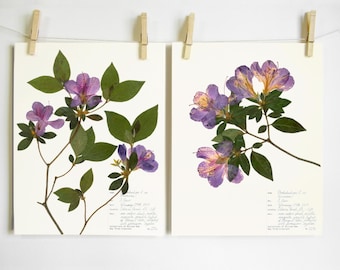 Azalea Print Set; mothers day gift dried flower art floral wall art pressed flower purple botanical print southern flowers herbarium print
