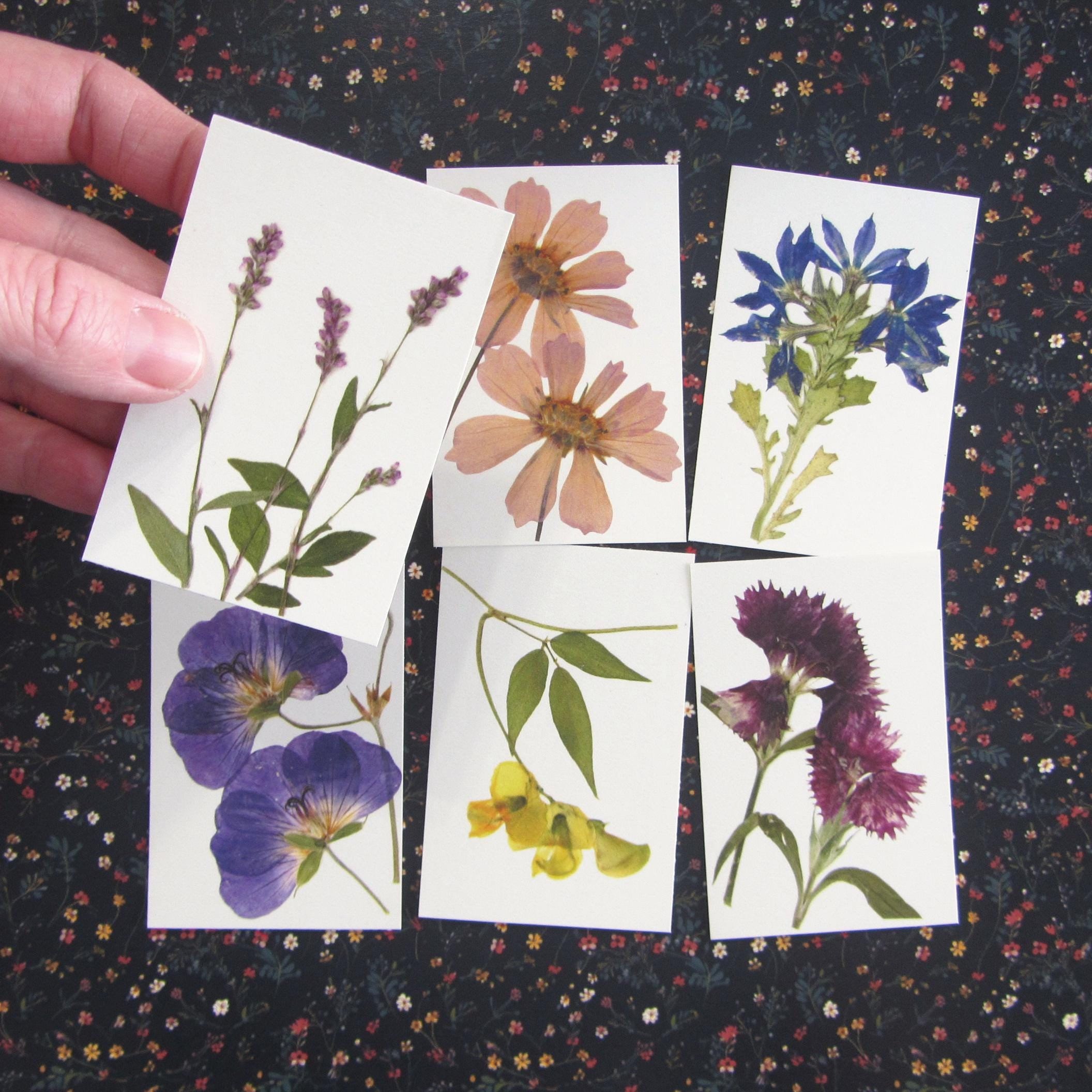 Mini Pressed Flower Artwork 2x3 Inch Print of Daisy Geranium