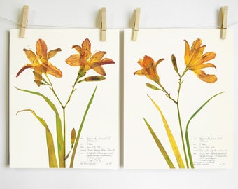Orange Day Lily Print Set; burnt orange flower art herbarium specimen pressed flower art 8x10 11x14 garden plant prints pressed lillies