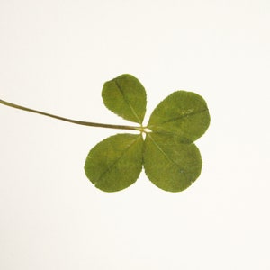 May include: A four-leaf clover with a green stem against a white background.
