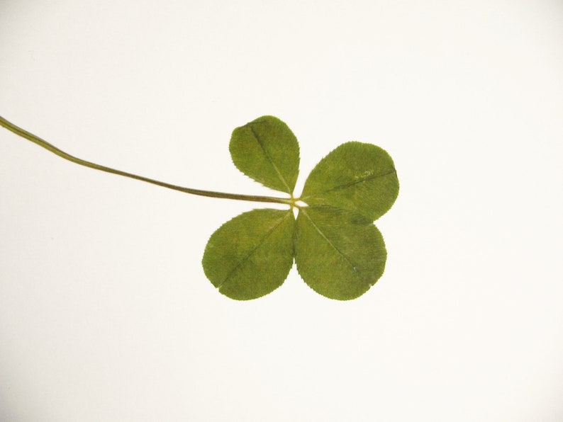 May include: A four-leaf clover with a green stem against a white background.