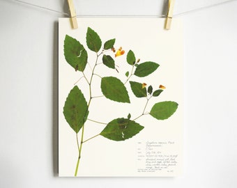 Botanical Print of Jewelweed, Print of Original Herbarium Specimen Pressed Flower Artwork, Touch Me Not Pressed Wildflower Art