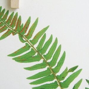 May include: A pressed green fern frond featuring a central stem with symmetrical, serrated leaflets. The underside of the foliage displays numerous small, circular, orange-brown spore clusters arranged in rows along the veins of the leaves.