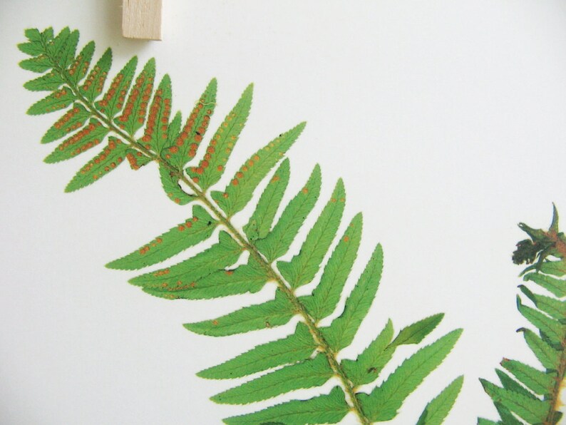 May include: A pressed green fern frond featuring a central stem with symmetrical, serrated leaflets. The underside of the foliage displays numerous small, circular, orange-brown spore clusters arranged in rows along the veins of the leaves.