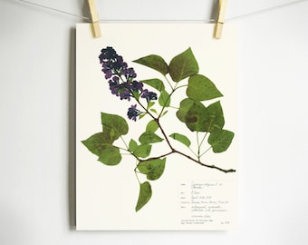 Lilac Print; pressed lilac botanical print purple pressed flowers artwork 8x10 11x14 purple flowers art print lilac tree lilac bush