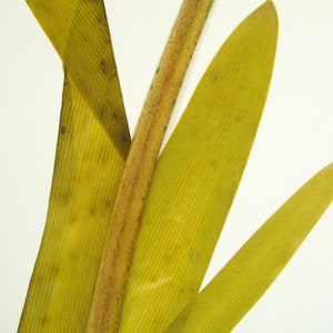 May include: Close-up of a dried plant with long, thin, yellow leaves and a brown stem.