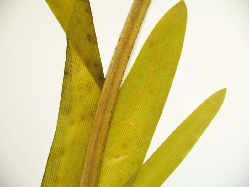 May include: Close-up of a dried plant with long, thin, yellow leaves and a brown stem.