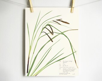 Slough Sedge Print; fall home decor minimalist art grass botanical print autumn pressed plant art dried plant art pressed leaves art