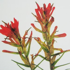 May include: Two dried red Indian paintbrush flowers with green stems and leaves against a white background.