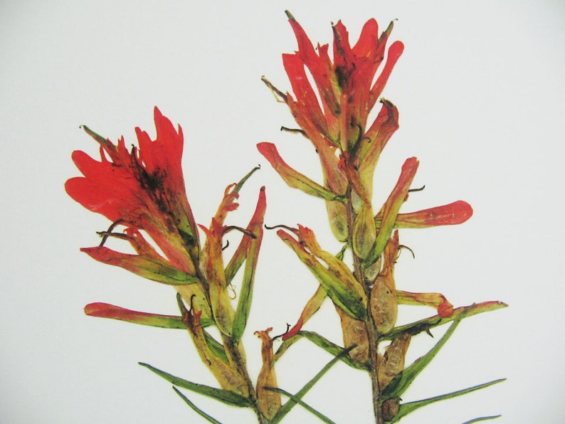 May include: Two dried red Indian paintbrush flowers with green stems and leaves against a white background.