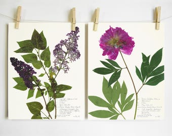 Lilac and Peony Print Set; botanical print pressed flowers pink purple flowers print dried flower art gift for grandmother floral art