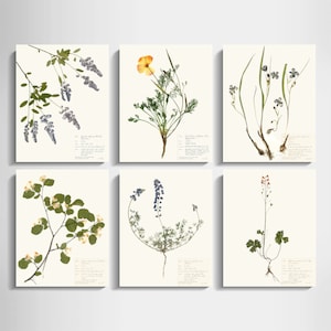 May include: Set of six botanical prints featuring pressed flowers and leaves. The prints are in a vintage style and feature a variety of flowers, including a yellow poppy, blue lupine, and a red flower. The prints are perfect for adding a touch of nature to your home decor.