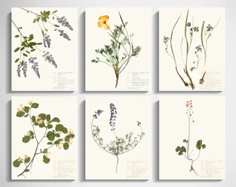 California Wildflowers Print Set of 6; pressed flower art botanical prints of original herbarium specimen art nature home décor 8x10 11x14