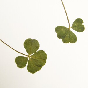 May include: Two pressed four-leaf clovers on a white background. The clovers are green and have a natural, dried appearance.