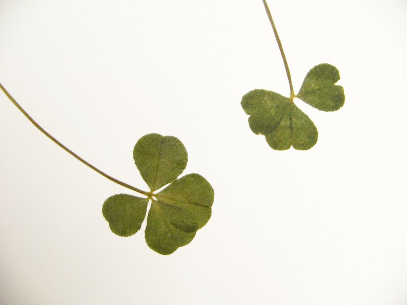 May include: Two pressed four-leaf clovers on a white background. The clovers are green and have a natural, dried appearance.