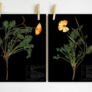 California Poppy Print Set botanical print pressed flower art pressed botanical art state flower herbarium specimen dried flower art image 2