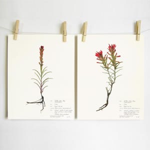 Indian Paintbrush Print Set; botanical print southwestern decor red plant art colorado wildflower print of original art dried flower image 1