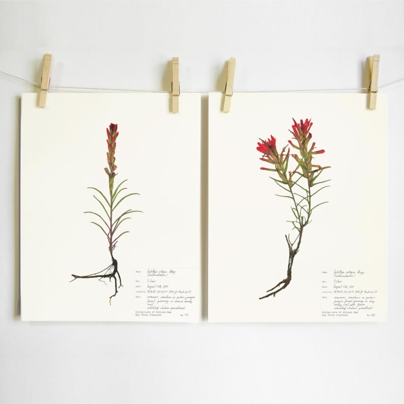 Indian Paintbrush Print Set; botanical print southwestern decor red plant art colorado wildflower print of original art dried flower image 1