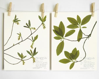 Indian Plum Tree Print Set of 2; farmhouse wall art pressed leaf art and branches botanical print of herbarium specimen from Oregon trees