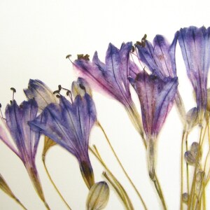 May include: Dried purple flowers with delicate petals and thin stems arranged on a white background.