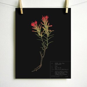 以下が含まれることがあります： 黒い背景に赤いインディアンペイントブラシの花の植物画。イラストには学名「Castilleja integra」と植物に関するその他の情報が含まれています。