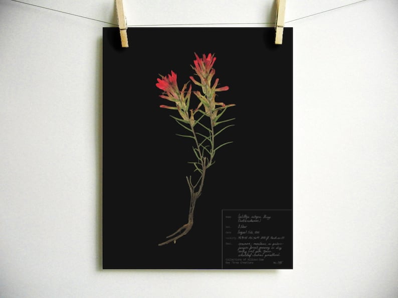 以下が含まれることがあります： 黒い背景に赤いインディアンペイントブラシの花の植物画。イラストには学名「Castilleja integra」と植物に関するその他の情報が含まれています。